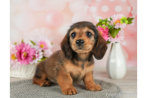 成約済の神奈川県のミニチュアダックスフンド(ロングヘアード)-310343の4枚目